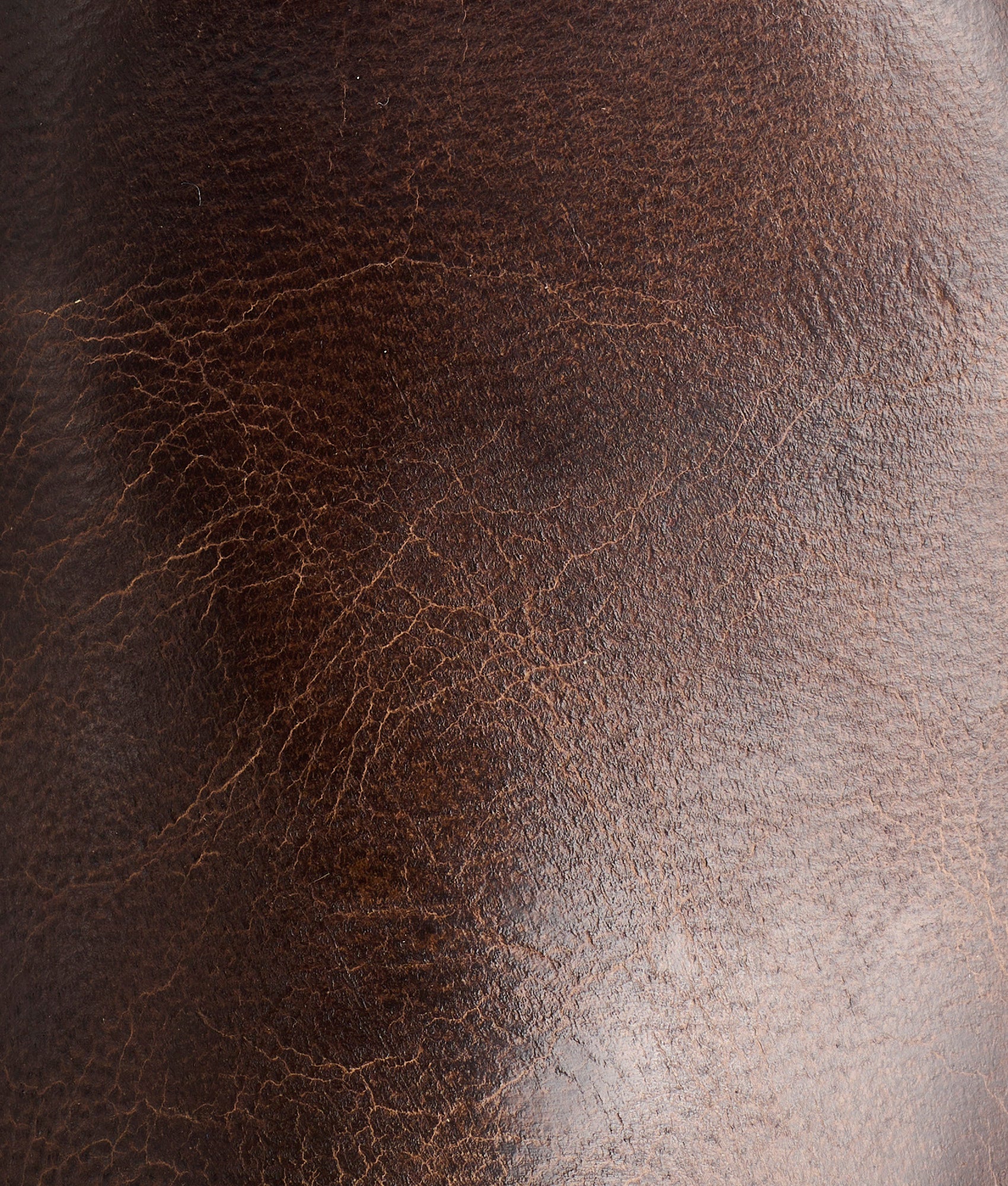 Tanner :: Chocolate - Image 7